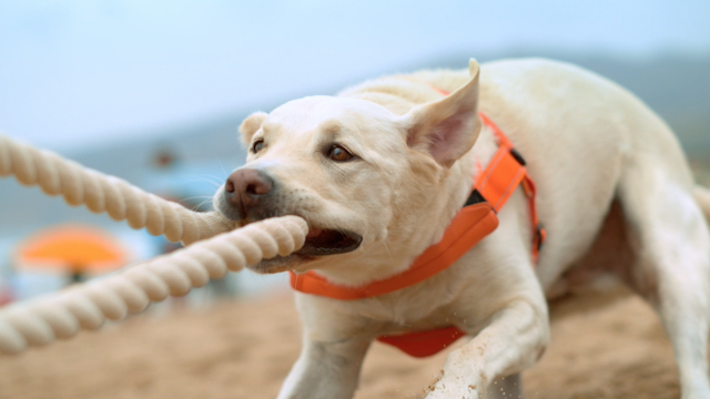 Danonn Tug of War