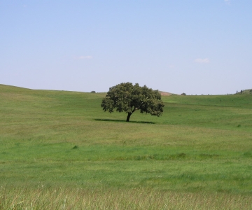 Landscapes